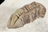 Detailed, Long Kainops Trilobite - Oklahoma #95681-6